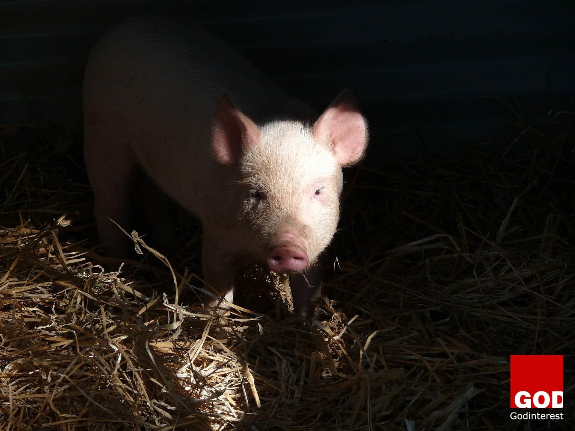 pig-756026_1920